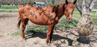 Vente de cheval : Inattendue du Bos